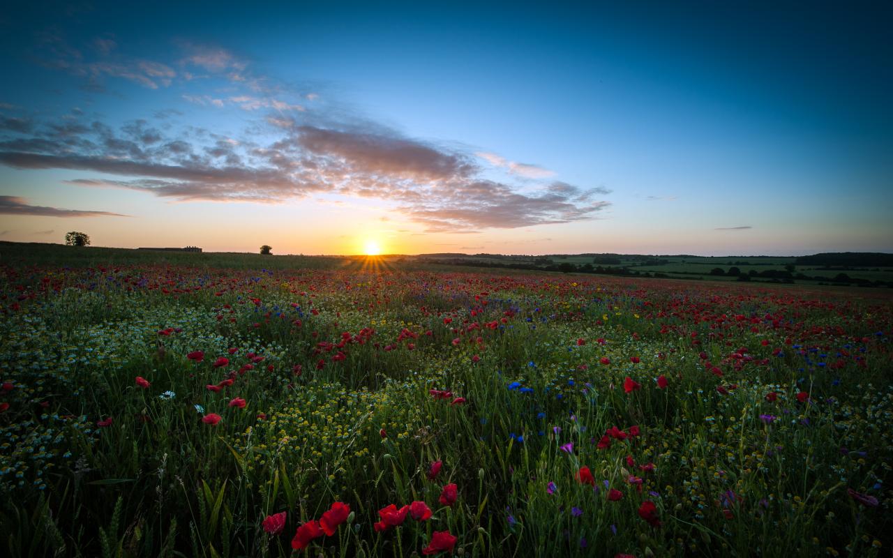 Sunrise Over The Poppy Field